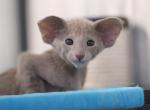 Ronni - Oriental Cat For Sale - Pembroke Pines&comma; FL&comma; US