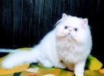 Jasmine - Persian Cat For Sale - Pembroke Pines&comma; FL&comma; US