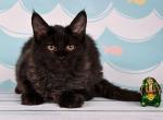 Alf - Maine Coon Cat For Sale - Miami&comma; FL&comma; US