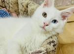 Paramon - Maine Coon Cat For Sale - Miami&comma; FL&comma; US