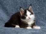 Zander - Maine Coon Cat For Sale - Miami&comma; FL&comma; US