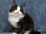 Zvezda - Maine Coon Cat For Sale - Miami&comma; FL&comma; US
