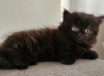 Shy's kittens - Persian Cat For Sale - Greenville&comma; OH&comma; US