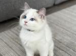 Fluffy Black - Ragdoll Cat For Sale - NC&comma; US