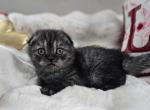 Louis - Scottish Fold Cat For Sale - Grand Rapids&comma; MI&comma; US