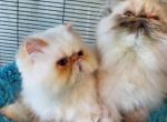 Fun Fuzzies - Himalayan Cat For Sale - Satellite Beach&comma; FL&comma; US