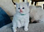Hans - Ragdoll Cat For Sale - Los Angeles, CA, US