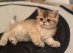 Kewpie British Shorthair - Scottish Straight Cat For Sale - Houston&comma; TX&comma; US