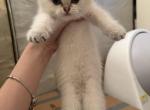 MaYo Scottish Straight - Scottish Straight Cat For Sale - Houston&comma; TX&comma; US
