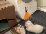 Vexey Munckin Scottish Straight - Munchkin Cat For Sale - Houston&comma; TX&comma; US