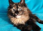 Elise - Maine Coon Cat For Sale - Miami&comma; FL&comma; US