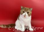 Santino - Exotic Cat For Sale - Yucca Valley&comma; CA&comma; US