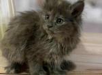 Roskosh Polydactyl - Maine Coon Cat For Sale - Miami&comma; FL&comma; US