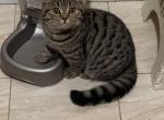 Lora - Scottish Fold Cat For Sale - Philadelphia&comma; PA&comma; US
