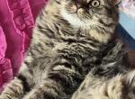 Risya - Scottish Straight Cat For Sale - Brooklyn&comma; NY&comma; US