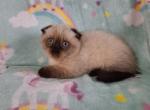 Murdock - Munchkin Cat For Sale - Sacramento&comma; CA&comma; US