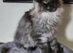 Chris - Maine Coon Cat For Sale - Russellville&comma; MO&comma; US