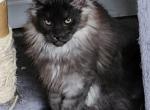 Jill - Maine Coon Cat For Sale - Russellville&comma; MO&comma; US