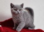 La Luna - British Shorthair Cat For Sale - Miami&comma; FL&comma; US