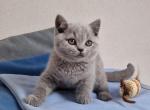 Loki - British Shorthair Cat For Sale - Miami&comma; FL&comma; US