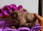 Samson - British Shorthair Cat For Sale - Miami&comma; FL&comma; US