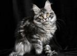 Urmala Polydactyl - Maine Coon Cat For Sale - Miami&comma; FL&comma; US