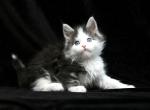 Dreamer - Maine Coon Cat For Sale - Hollywood&comma; FL&comma; US