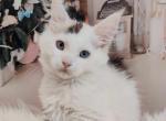 Eliza - Maine Coon Cat For Sale - Hollywood&comma; FL&comma; US