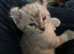 Lunas litter - Highlander Cat For Sale - Mishawaka&comma; IN&comma; US