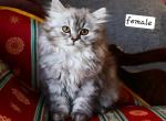 petunia - Selkirk Rex Cat For Sale - Iva&comma; SC&comma; US