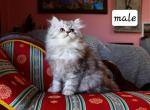 Rocket - Selkirk Rex Cat For Sale - Iva&comma; SC&comma; US