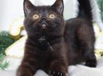 Black Scottish Straight boy - Scottish Straight Cat For Sale - Spokane&comma; WA&comma; US