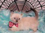 Azul's boy - Munchkin Cat For Sale - Conroe&comma; TX&comma; US