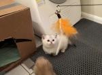 Jasper Munckin Scottish Straight - Munchkin Cat For Sale - Houston&comma; TX&comma; US