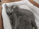 Sylvie and Jade litter - Russian Blue Cat For Sale - Hallsville&comma; MO&comma; US