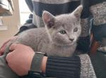 Clover and Jasper litter - Russian Blue Cat For Sale - Hallsville&comma; MO&comma; US
