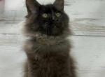Timur - Maine Coon Cat For Sale - Brighton&comma; CO&comma; US