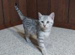 F3 Savannah Light Silver Male Available Now - Savannah Cat For Sale - New Holland&comma; PA&comma; US