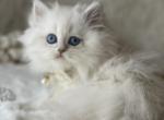 Silver point LH girl - Scottish Straight Cat For Sale - Sun City Center&comma; FL&comma; US