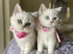 Silver chinchilla point sisters - Scottish Straight Cat For Sale - Sun City Center&comma; FL&comma; US