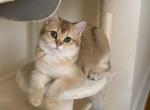 Bri Katie - British Shorthair Cat For Sale - New York&comma; NY&comma; US
