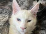 Blue eyes pure white Gustaf baby boy - Maine Coon Cat For Sale - Chipley&comma; FL&comma; US