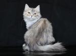 EZHEVICHKA IZ TVERSKOGO KNYAZHESTVA - Siberian Cat For Sale - NY&comma; US