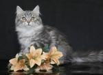 EZHENKA IZ TVERSKOGO KNYAZHESTVA - Siberian Cat For Sale - NY&comma; US
