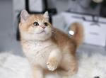 Eric - British Shorthair Cat For Sale - Hollywood&comma; FL&comma; US