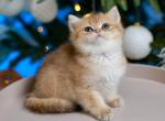 Rihanna - British Shorthair Cat For Sale - Hollywood&comma; FL&comma; US
