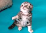 Dasha blue tabby scottish fold girl - Scottish Fold Cat For Sale - CA&comma; US