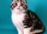 Deni black silver tabby bicolor scottish fold boy - Scottish Fold Cat For Sale - CA&comma; US