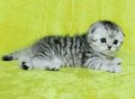 Boy snow leopard scottish fold silver tabby - Scottish Fold Cat For Sale - CA&comma; US