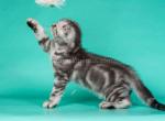 Michael tiger  black silver tabby scottish fold - Scottish Fold Cat For Sale - CA&comma; US